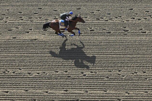 Kentucky Derby winner American Pharoah, with exercise rider Jorge Alvarez aboard, gallops at Pimlico Race Course in Baltimore, Thursday, May 14, 2015. The Preakness Stakes horse race is scheduled to take place May 16. (AP Photo/Patrick Semansky)