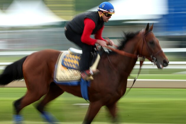 BALTIMORE, MD - MAY 15: American Pharoah trains on the track for the 140th Preakness Stakes at Pimlico Race Course on May 15, 2015 in Baltimore, Maryland. (Photo by Patrick Smith/Getty Images)