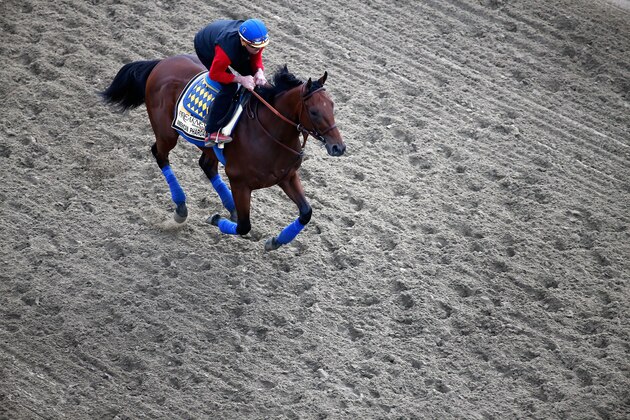 BALTIMORE, MD - MAY 15:  Kentucky Derby winner American Pharoah trains on the track for the 140th Preakness Stakes at Pimlico Race Course on May 15, 2015 in Baltimore, Maryland.  (Photo by Rob Carr/Getty Images)