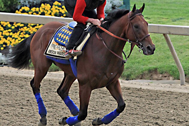 Exercise rider Jorge Alvarez gallops Preakness Stakes entrant American Pharoah at Pimlico Race Course in Baltimore, Friday, May 15, 2015.  (AP Photo/Garry Jones)
