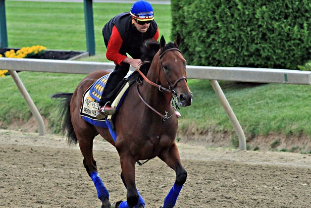 Exercise rider Jorge Alvarez gallops Preakness Stakes entrant American Pharoah at Pimlico Race Course in Baltimore, Friday, May 15, 2015.  (AP Photo/Garry Jones)