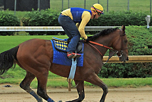 Kentucky Derby and Preakness Stakes winner American Pharoah, ridden by exercise rider Jorge Alvarez, gallops over a wet track at Churchill Downs in Louisville, Ky., Monday, May 25, 2015. American Pharoah will race in the Belmont Stakes on June 6 in Elmont, N.Y.  (AP Photo/Garry Jones)