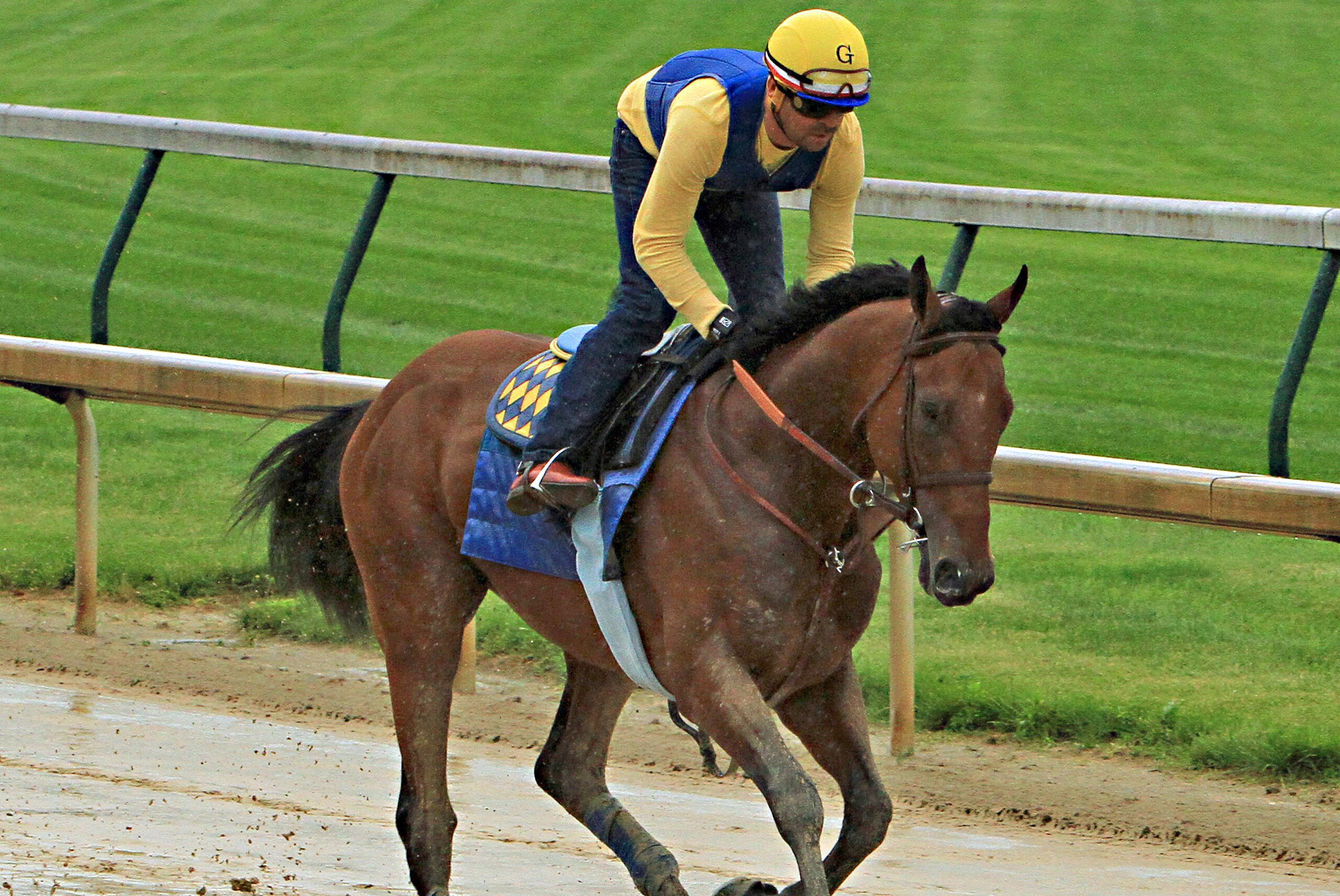 Kentucky Derby and Preakness Stakes winner American Pharoah, ridden by exercise rider Jorge Alvarez, gallops over a wet track at Churchill Downs in Louisville, Ky., Monday, May 25, 2015. American Pharoah will race in the Belmont Stakes on June 6 in Elmont, N.Y.  (AP Photo/Garry Jones)