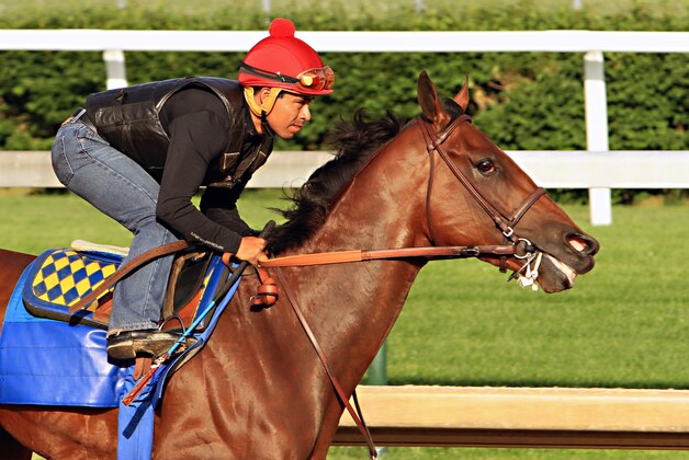 Jockey Martin Garcia rides Kentucky Derby and Preakness Stakes winner American Pharoah during a morning workout at Churchill Downs in Louisville, Ky., Tuesday, May 26, 2015. American Pharoah is preparing for a start in the Belmont Stakes in New York on June 6.  (AP Photo/Garry Jones)