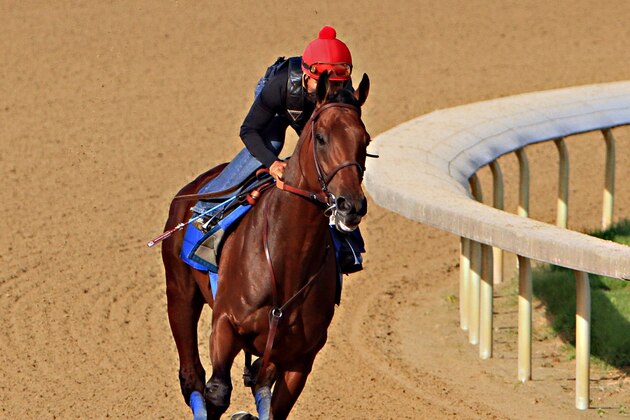 Kentucky Derby and Preakness Stakes winner American Pharoah, jockey Martin Garcia up,  starts a timed workout at Churchill Downs in Louisville, Ky., Tuesday, May 26, 2015. American Pharoah is preparing for a start in the Belmont Stakes in New York on June 6.  (AP Photo/Garry Jones)