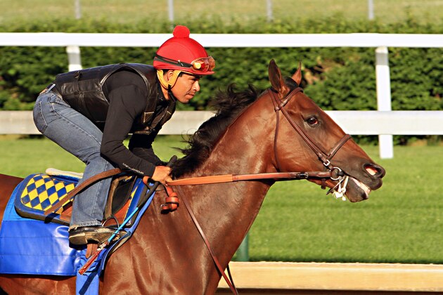 Jockey Martin Garcia rides Kentucky Derby and Preakness Stakes winner American Pharoah during a morning workout at Churchill Downs in Louisville, Ky., Tuesday, May 26, 2015. American Pharoah is preparing for a start in the Belmont Stakes in New York on June 6.  (AP Photo/Garry Jones)