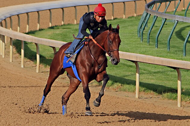 Ridden by jockey Martin Garcia, Kentucky Derby and Preakness Stakes winner American Pharoah works out at Churchill Downs in Louisville, Ky., Tuesday, May 26, 2015. American Pharoah is preparing for a start in the Belmont Stakes in New York on June 6.  (AP Photo/Garry Jones)