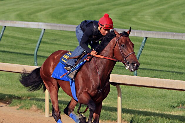 Ridden by jockey Martin Garcia, Kentucky Derby and Preakness Stakes winner American Pharoah works out at Churchill Downs in Louisville, Ky., Tuesday, May 26, 2015. American Pharoah is preparing for a start in the Belmont Stakes in New York on June 6.  (AP Photo/Garry Jones)