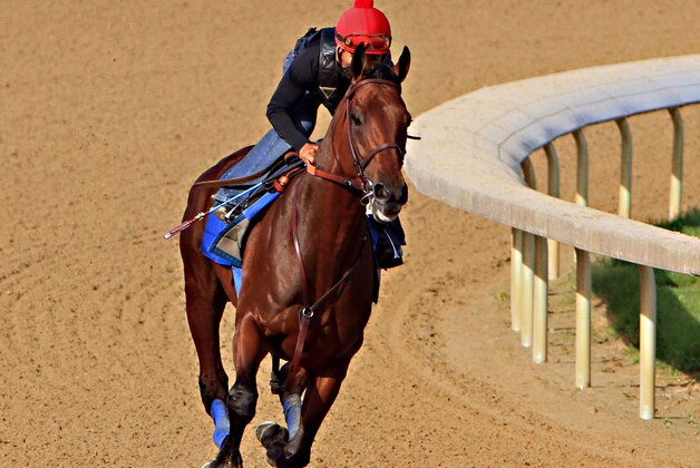 Kentucky Derby and Preakness Stakes winner American Pharoah, jockey Martin Garcia up,  starts a timed workout at Churchill Downs in Louisville, Ky., Tuesday, May 26, 2015. American Pharoah is preparing for a start in the Belmont Stakes in New York on June 6.  (AP Photo/Garry Jones)