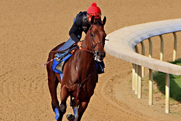 Kentucky Derby and Preakness Stakes winner American Pharoah, jockey Martin Garcia up,  starts a timed workout at Churchill Downs in Louisville, Ky., Tuesday, May 26, 2015. American Pharoah is preparing for a start in the Belmont Stakes in New York on June 6.  (AP Photo/Garry Jones)