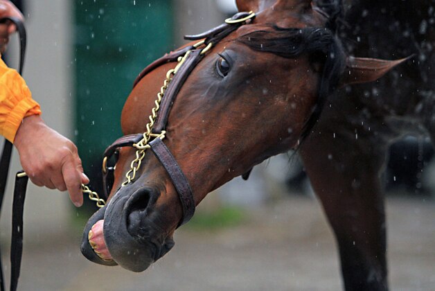Kentucky Derby and Preakness Stakes winner American Pharoah reacts during his morning bath outside Barn 33 at Churchill Downs in Louisville, Ky., Monday, May 25, 2015. American Pharoah will race in the Belmont Stakes on June 6 in Elmont, N.Y.  (AP Photo/Garry Jones)
