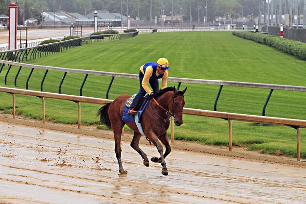 Kentucky Derby and Preakness Stakes winner American Pharoah, ridden by exercise rider Jorge Alvarez, gallops over a wet track at Churchill Downs in Louisville, Ky., Monday, May 25, 2015. American Pharoah will race in the Belmont Stakes on June 6 in Elmont, N.Y.  (AP Photo/Garry Jones)