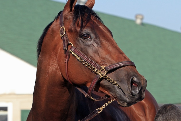 Kentucky Derby and Preakness Stakes winner American Pharoah standsoutside Barn 33 at Churchill Downs in Louisville, Ky., Saturday, May 30, 2015 following his morning gallop as he trains for the Belmont Stakes in New York on June 6.  (AP Photo/Garry Jones)