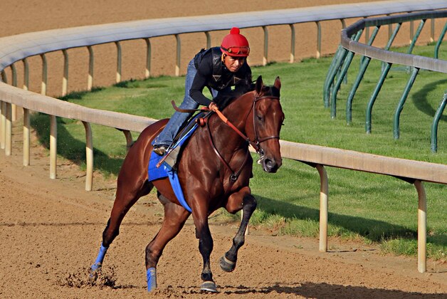Ridden by jockey Martin Garcia, Kentucky Derby and Preakness Stakes winner American Pharoah works out at Churchill Downs in Louisville, Ky., Tuesday, May 26, 2015. American Pharoah is preparing for a start in the Belmont Stakes in New York on June 6.  (AP Photo/Garry Jones)