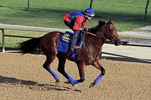 Exercise rider Jorge Alvarez gallops Triple Crown hopeful American Pharoah at Churchill Downs in Louisville, Ky., Saturday, May 30, 2015.  (AP Photo/Garry Jones)