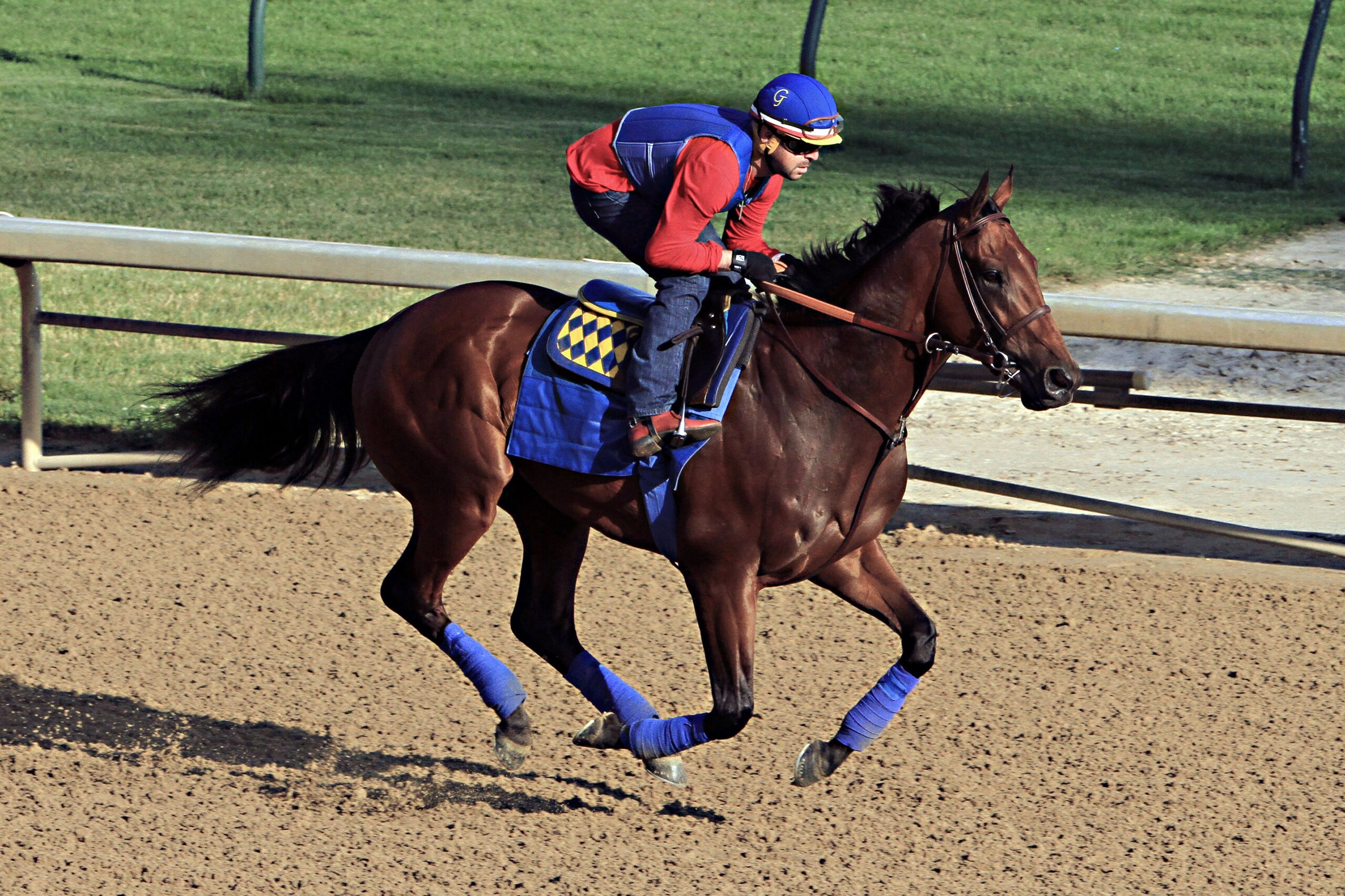 Exercise rider Jorge Alvarez gallops Triple Crown hopeful American Pharoah at Churchill Downs in Louisville, Ky., Saturday, May 30, 2015.  (AP Photo/Garry Jones)