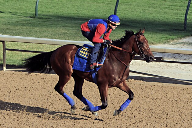 Exercise rider Jorge Alvarez gallops Triple Crown hopeful American Pharoah at Churchill Downs in Louisville, Ky., Saturday, May 30, 2015.  (AP Photo/Garry Jones)