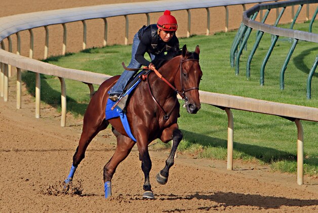 Ridden by jockey Martin Garcia, Kentucky Derby and Preakness Stakes winner American Pharoah works out at Churchill Downs in Louisville, Ky., Tuesday, May 26, 2015. American Pharoah is preparing for a start in the Belmont Stakes in New York on June 6.  (AP Photo/Garry Jones)