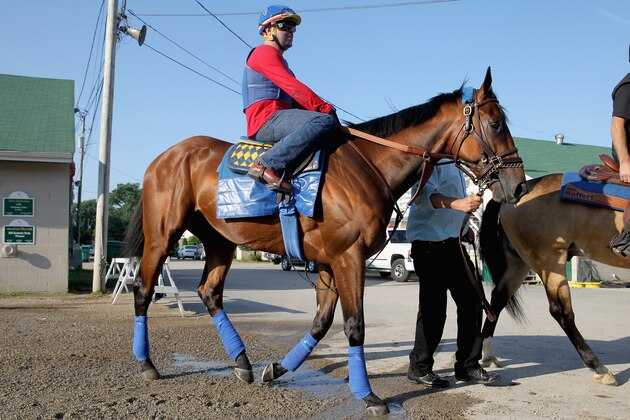 LOUISVILLE, KY - MAY 30:  American Pharoah walks to the track for training in preparation of the Belmont Stakes at Churchill Downs on May 30, 2015 in Louisville, Kentucky.  (Photo by Andy Lyons/Getty Images)