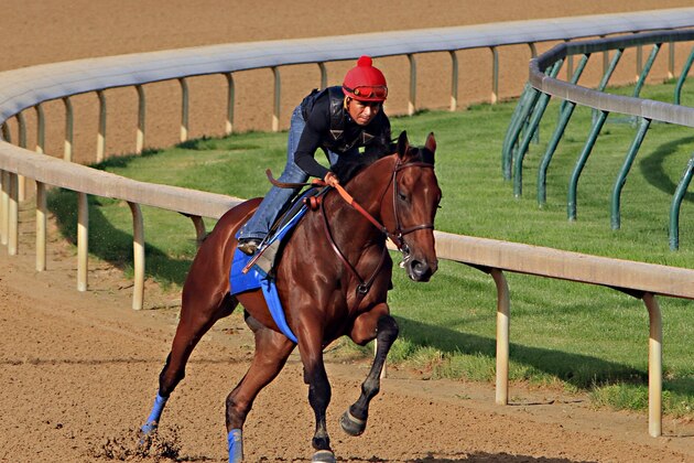 Ridden by jockey Martin Garcia, Kentucky Derby and Preakness Stakes winner American Pharoah works out at Churchill Downs in Louisville, Ky., Tuesday, May 26, 2015. American Pharoah is preparing for a start in the Belmont Stakes in New York on June 6.  (AP Photo/Garry Jones)