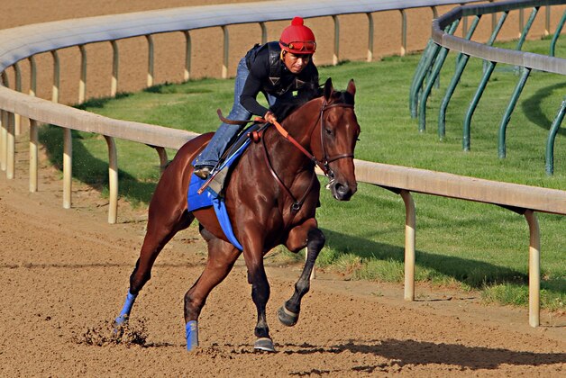 Ridden by jockey Martin Garcia, Kentucky Derby and Preakness Stakes winner American Pharoah works out at Churchill Downs in Louisville, Ky., Tuesday, May 26, 2015. American Pharoah is preparing for a start in the Belmont Stakes in New York on June 6.  (AP Photo/Garry Jones)