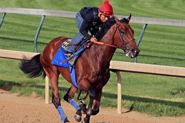 Ridden by jockey Martin Garcia, Kentucky Derby and Preakness Stakes winner American Pharoah works out at Churchill Downs in Louisville, Ky., Tuesday, May 26, 2015. American Pharoah is preparing for a start in the Belmont Stakes in New York on June 6.  (AP Photo/Garry Jones)
