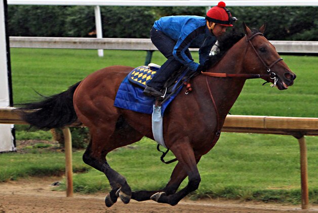 Triple Crown hopeful American Pharoah, ridden by jockey Martin Garcia, powers through his final timed workout at Churchill Downs in Louisville, Ky., Monday, June 1, 2015. The Kentucky Derby and Preakness Stakes winner will head to New York for Saturday's Belmont Stakes on Tuesday.  (AP Photo/Garry Jones)