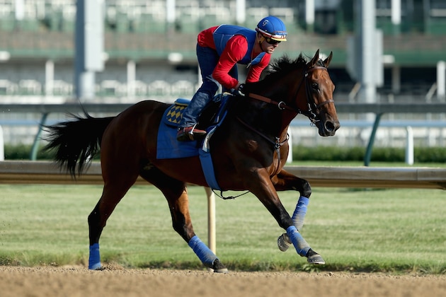 LOUISVILLE, KY - MAY 30:  American Pharoah trains in preparation of the Belmont Stakes at Churchill Downs on May 30, 2015 in Louisville, Kentucky.  (Photo by Andy Lyons/Getty Images)