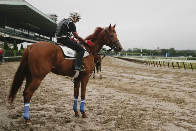 Belmont Stakes contender The Truth or Else pauses before a workout on the track at Belmont Park, Monday, June 1, 2015, in Elmont, N.Y. The Truth or Else will be one of several contenders in Saturday's 147th running of the Belmont Stakes, where Kentucky Derby and Preakness winner American Pharaoh will attempt to win a Triple Crown. (AP Photo/Julie Jacobson)