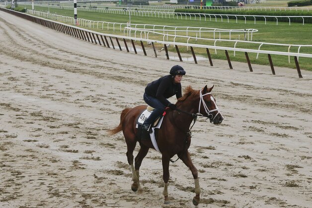 Madefromlucky, with exercise rider Patti Krotenko up, jogs around the track, Monday, June 1, 2015, at Belmont Park in Elmont, N.Y. Madefromlucky will be one of the contenders for Saturday's 147th running of the Belmont Stakes where Kentucky Derby and Preakness winner American Pharaoh will try for a Triple Crown. (AP Photo/Julie Jacobson)