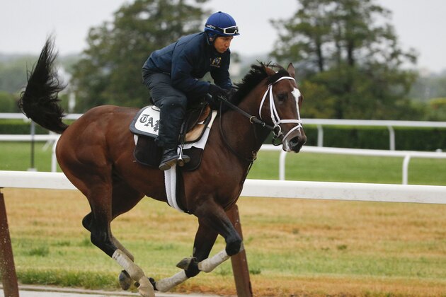 Materiality jogs around the main track at Belmont Park, Tuesday, June 2, 2015, in Elmont, N.Y. Materiality is expect to run Saturday, June 6, in the Belmont Stakes horse race, where Kentucky Derby and Preakness Stakes winner American Pharoah will try for a Triple Crown. (AP Photo/Julie Jacobson)