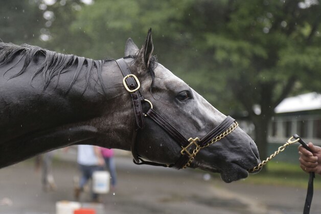 Belmont Stakes contender Frosted gets a bath after a workout at Belmont Park, Monday, June 1, 2015, in Elmont, N.Y. Frosted will be one of several contenders in Saturday's 147th running of the Belmont Stakes horse race, where Kentucky Derby and Preakness winner American Pharoah will attempt to win a Triple Crown. (AP Photo/Julie Jacobson)