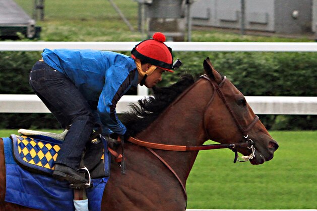 Triple Crown hopeful American Pharoah, ridden by jockey Martin Garcia, powers through his final timed workout in a steady, light rain at Churchill Downs in Louisville, Ky., Monday, June 1, 2015. The Kentucky Derby and Preakness Stakes winner will head to New York for Saturday's Belmont Stakes on Tuesday.  (AP Photo/Garry Jones)