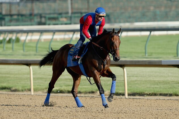 LOUISVILLE, KY - MAY 30:  American Pharoah trains in preparation of the Belmont Stakes at Churchill Downs on May 30, 2015 in Louisville, Kentucky.  (Photo by Andy Lyons/Getty Images)