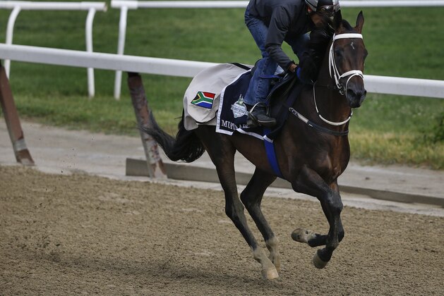 An exercise rider takes Mubtaahij around the track during a workout at Belmont Park, Wednesday, June 3, 2015, in Elmont, N.Y. Mubtaahij is expected to run in Saturday's 147th running of the Belmont Stakes horse race, when American Pharoah will try for a Triple Crown. (AP Photo/Julie Jacobson)