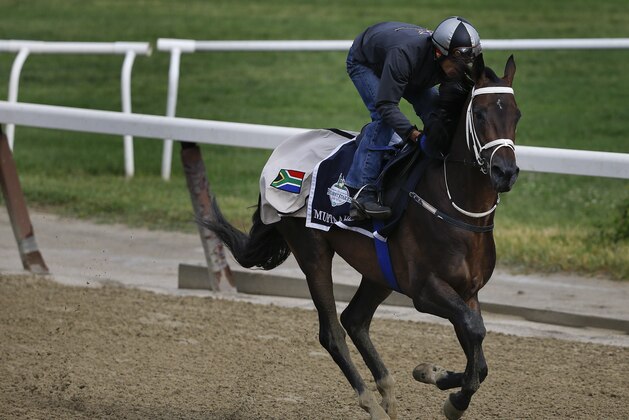 An exercise rider takes Mubtaahij around the track during a workout at Belmont Park, Wednesday, June 3, 2015, in Elmont, N.Y. Mubtaahij is expected to run in Saturday's 147th running of the Belmont Stakes horse race, when American Pharoah will try for a Triple Crown. (AP Photo/Julie Jacobson)