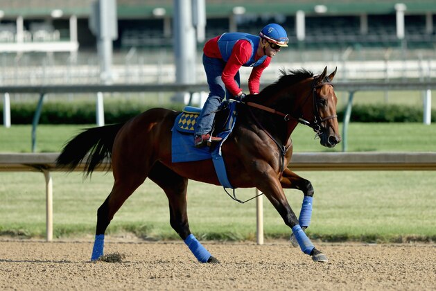 LOUISVILLE, KY - MAY 30:  American Pharoah trains in preparation of the Belmont Stakes at Churchill Downs on May 30, 2015 in Louisville, Kentucky.  (Photo by Andy Lyons/Getty Images)