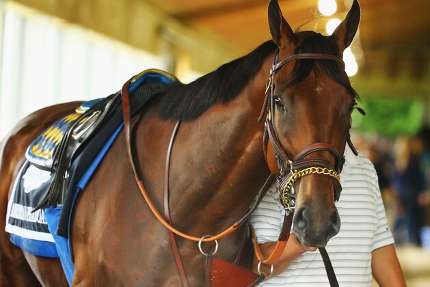 ELMONT, NY - JUNE 03:  American Pharoah is walked in his barn prior to training at Belmont Park on June 3, 2015 in Elmont, New York.  (Photo by Al Bello/Getty Images)