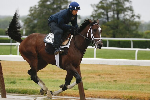 Materiality jogs around the main track at Belmont Park, Tuesday, June 2, 2015, in Elmont, N.Y. Materiality is expect to run Saturday, June 6, in the Belmont Stakes horse race, where Kentucky Derby and Preakness Stakes winner American Pharoah will try for a Triple Crown. (AP Photo/Julie Jacobson)
