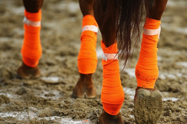 ELMONT, NY - JUNE 03:  A horse walks on the muddy track during training at Belmont Park on June 3, 2015 in Elmont, New York.  (Photo by Al Bello/Getty Images)