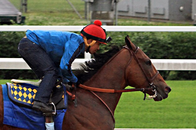 Triple Crown hopeful American Pharoah, ridden by jockey Martin Garcia, powers through his final timed workout in a steady, light rain at Churchill Downs in Louisville, Ky., Monday, June 1, 2015. The Kentucky Derby and Preakness Stakes winner will head to New York for Saturday's Belmont Stakes on Tuesday. (AP Photo/Garry Jones) Triple Crown hopeful American Pharoah, ridden by jockey Martin Garcia, powers through his final timed workout in a steady, light rain at Churchill Downs in Louisville, Ky., Monday, June 1, 2015. The Kentucky Derby and Preakness Stakes winner will head to New York for Saturday's Belmont Stakes on Tuesday. (AP Photo/Garry Jones)
