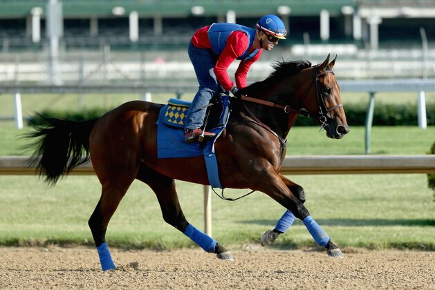 LOUISVILLE, KY - MAY 30:  American Pharoah trains in preparation of the Belmont Stakes at Churchill Downs on May 30, 2015 in Louisville, Kentucky.  (Photo by Andy Lyons/Getty Images)