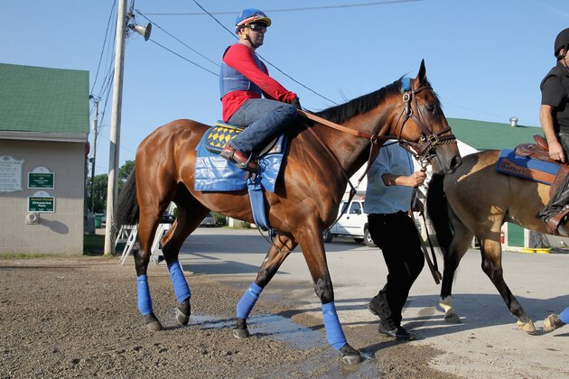 LOUISVILLE, KY - MAY 30:  American Pharoah walks to the track for training in preparation of the Belmont Stakes at Churchill Downs on May 30, 2015 in Louisville, Kentucky.  (Photo by Andy Lyons/Getty Images)
