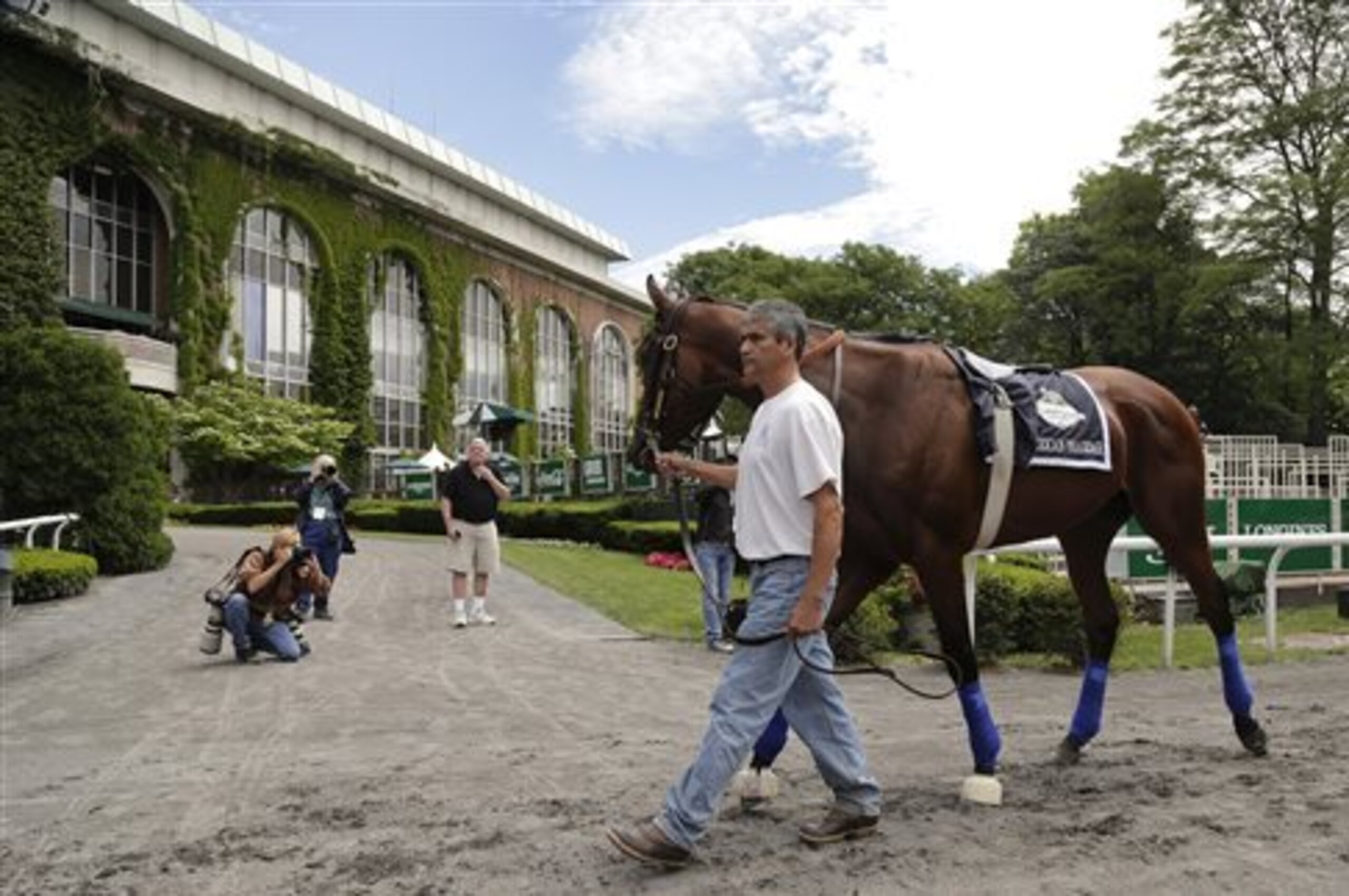 Kentucky Derby and Preakness Stakes winner American Pharoah is  is schooled in the paddock in Elmont, N.Y. The Kentucky-bred colt has six wins in seven career starts and earnings of $3,730,300 and will race for the Triple Crown on Saturday. (AP Photo/Julie Jacobson)