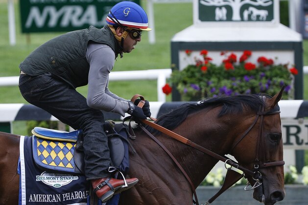 Kentucky Derby and Preakness Stakes winner American Pharoah, with exercise rider Jorge Alvarez up, gallops around the track at Belmont Park, Thursday, June 4, 2015, in Elmont, N.Y. American Pharoah will try for a Triple Crown when he runs in Saturday's 147th running of the Belmont Stakes horse race. (AP Photo/Julie Jacobson)
