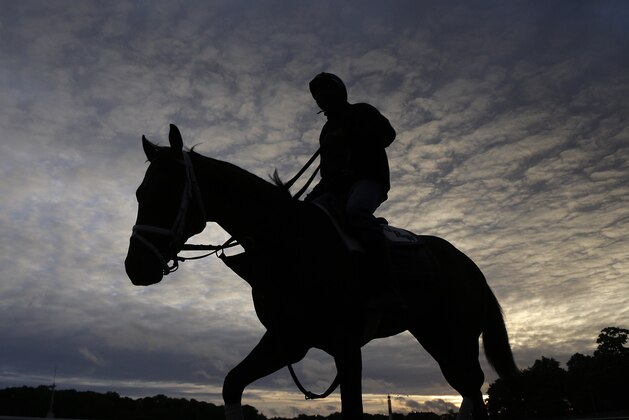 An exercise rider guides a thoroughbred onto the track for a workout at Belmont Park, Thursday, June 4, 2015, in Elmont, N.Y. Kentucky Derby and Preakness Stakes winner American Pharoah will try for a Triple Crown when he runs in Saturday's 147th running of the Belmont Stakes horse race. (AP Photo/Julie Jacobson)