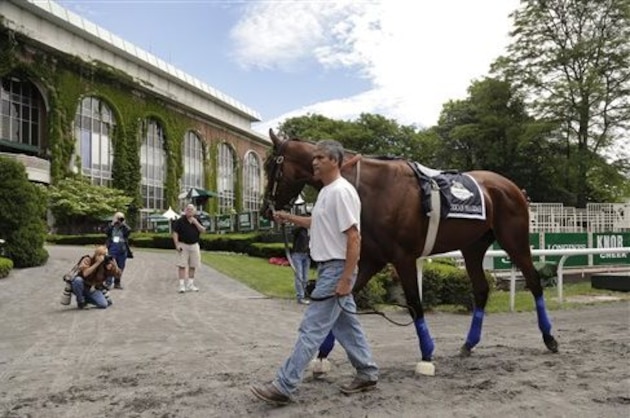 Kentucky Derby and Preakness Stakes winner American Pharoah is  is schooled in the paddock in Elmont, N.Y. The Kentucky-bred colt has six wins in seven career starts and earnings of $3,730,300 and will race for the Triple Crown on Saturday. (AP Photo/Julie Jacobson)