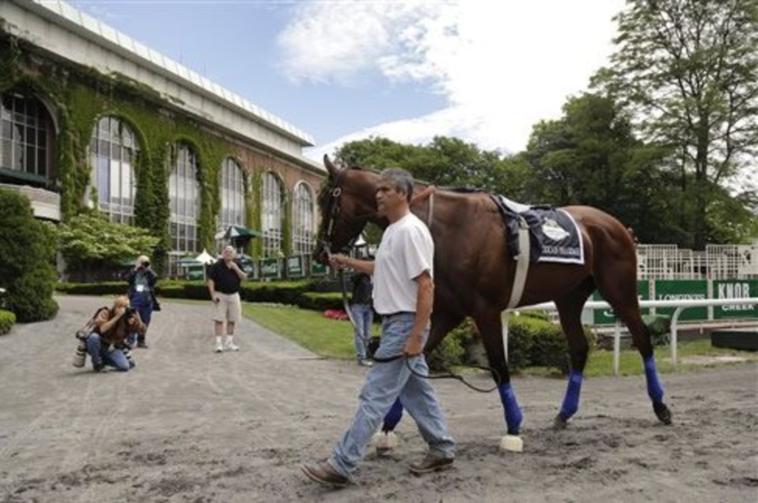 Kentucky Derby and Preakness Stakes winner American Pharoah is  is schooled in the paddock in Elmont, N.Y. The Kentucky-bred colt has six wins in seven career starts and earnings of $3,730,300 and will race for the Triple Crown on Saturday. (AP Photo/Julie Jacobson)
