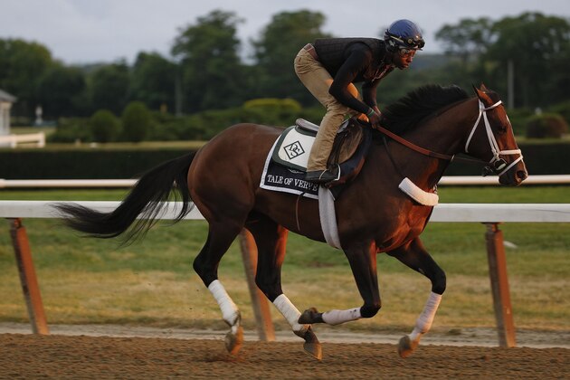 Tale of Verve gallops around the main track at Belmont Park, Thursday, June 4, 2015, in Elmont, N.Y. Tale of Verve is entered in Saturday's 147th running of the Belmont Stakes horse race, when American Pharoah will try for a Triple Crown. (AP Photo/Julie Jacobson)