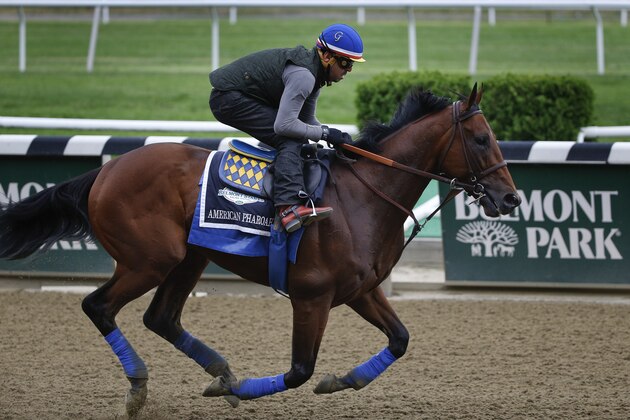Kentucky Derby and Preakness Stakes winner American Pharoah, with exercise rider Jorge Alvarez up, gallops around the track at Belmont Park, Thursday, June 4, 2015, in Elmont, N.Y. American Pharoah will try for a Triple Crown when he runs in Saturday's 147th running of the Belmont Stakes horse race. (AP Photo/Julie Jacobson) Kentucky Derby and Preakness Stakes winner American Pharoah, with exercise rider Jorge Alvarez up, gallops around the track at Belmont Park, Thursday, June 4, 2015, in Elmont, N.Y. American Pharoah will try for a Triple Crown when he runs in Saturday's 147th running of the Belmont Stakes horse race. (AP Photo/Julie Jacobson)